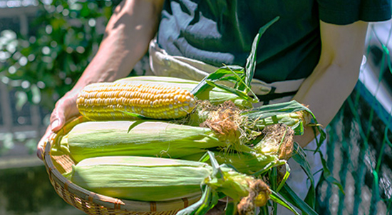 二酸化炭素を増やさないエコな資源「バイオマス」とは